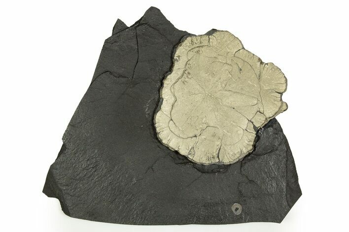 Pyrite Sun on Slate - Sparta, Illinois #315863